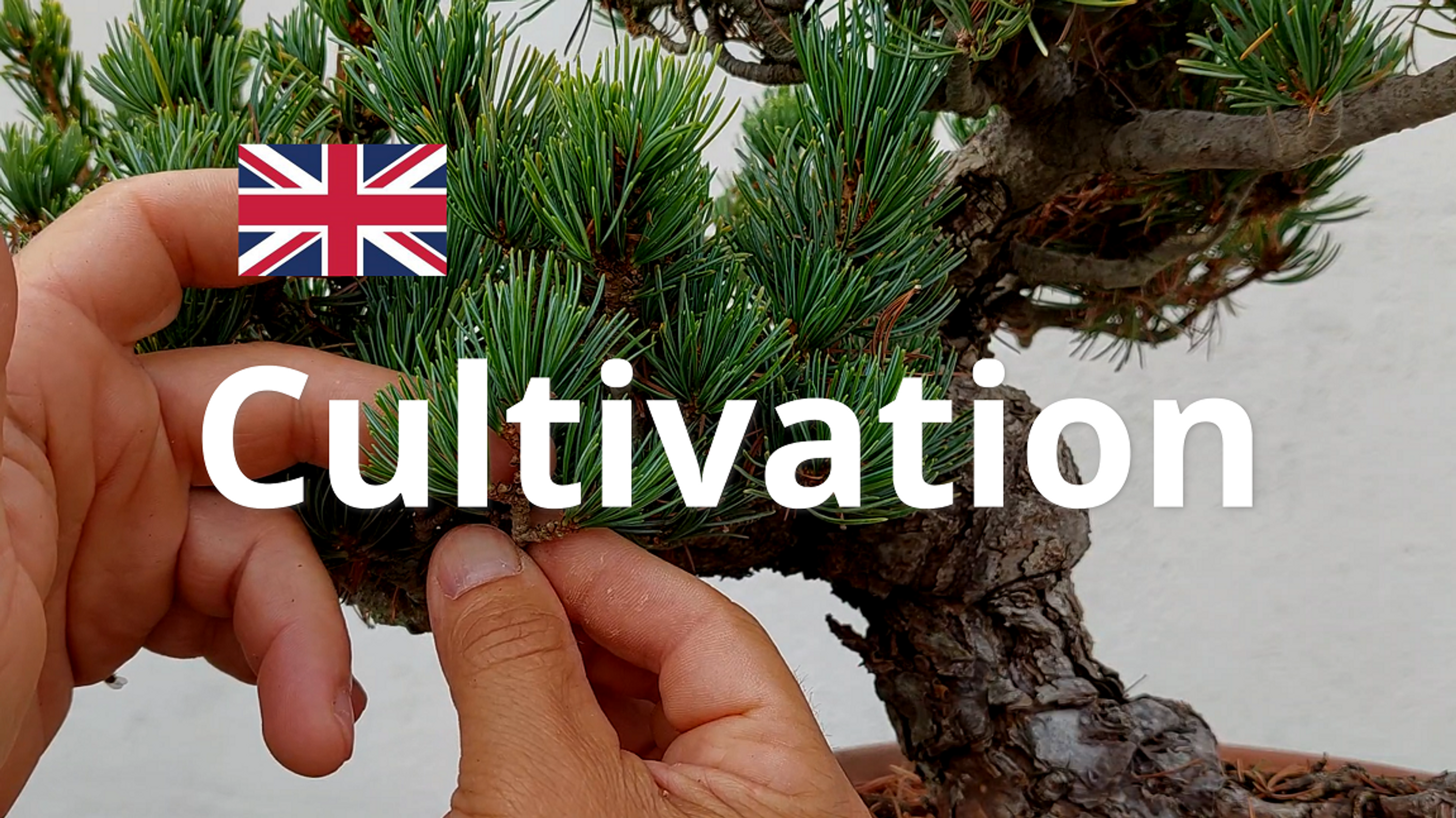 Cultivation - English